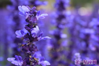 花語大全：各種花語大全帶圖片
