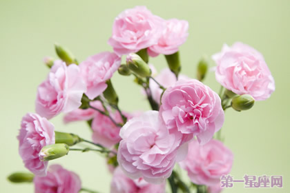 花語大全：各種花語大全帶圖片