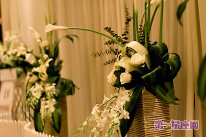 花語大全：海芋花的花語是什么？