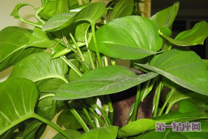 綠蘿花的花語及由來