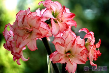 朱頂紅花語是什么