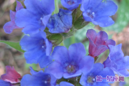 美人蕉花語：藍色美人蕉的花語及由來