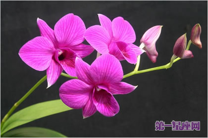 石斛蘭花語：人性之美，慈愛專屬