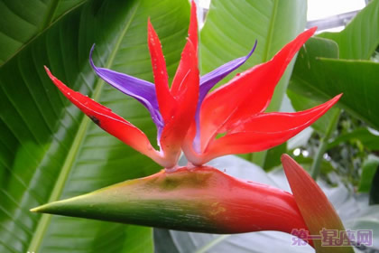 天堂鳥之花