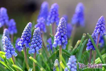 風(fēng)信子花語(yǔ)：紫色風(fēng)信子花語(yǔ)代表什么？