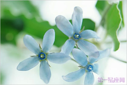 夕顏花的花語與傳說