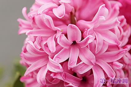 風信子花語，粉色風信子花語代表著什么