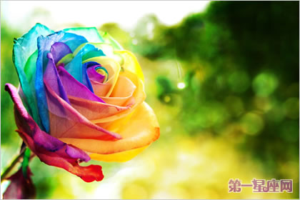 玫瑰花語：彩虹玫瑰的花語是什么？
