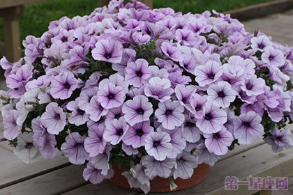 矮牽牛花的花語是什么？