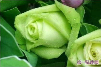 玫瑰花語：綠玫瑰的花語是什么？