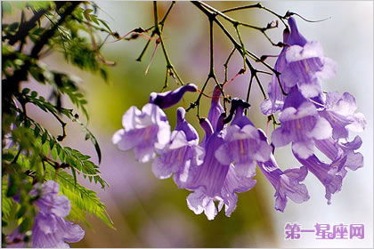 花語大全：藍花楹的花語