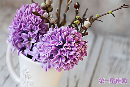 風(fēng)信子花語：淡紫色風(fēng)信子花語代表著什么？