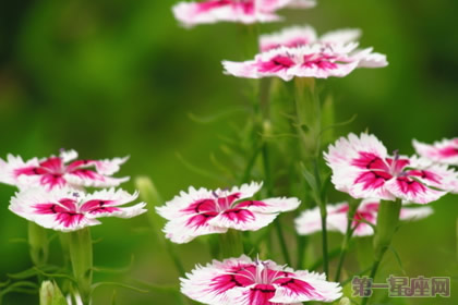石竹花的花語及傳說