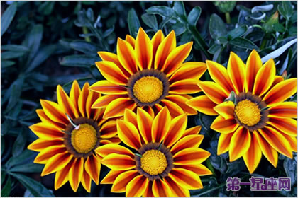 花語大全：非洲菊的花語是什么？