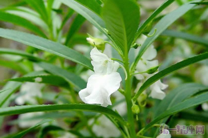 白鳳仙花的花語及傳說