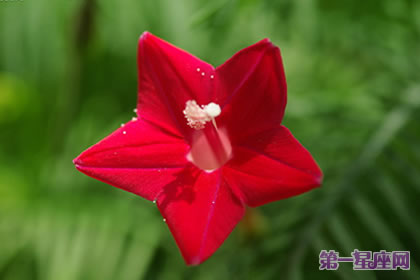 花語大全：蔦蘿的花語是什么？