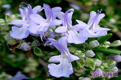 花語傳說：迷迭香的花語與傳說是什么？