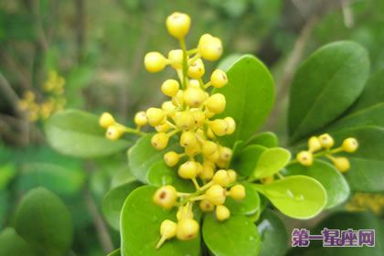 花語傳說：米蘭花的象征意義與傳說