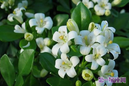 九里香的花語是什么？