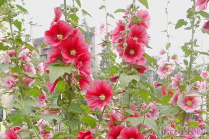 蜀葵的花語以及傳說