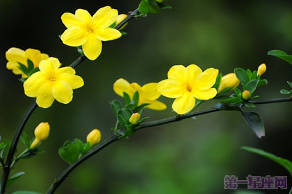 迎春花的花語和傳說