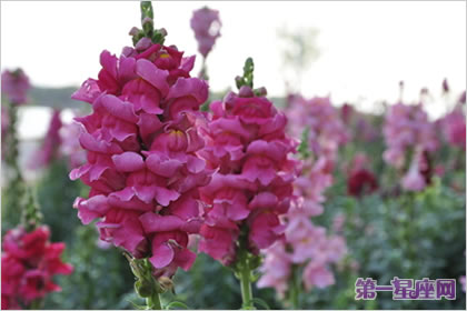 花語大全：金魚草的花語及代表意義