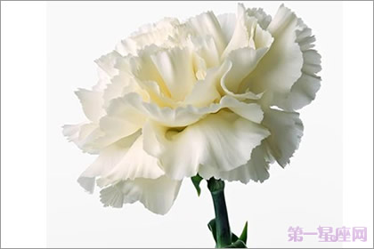 白色康乃馨代表著什么