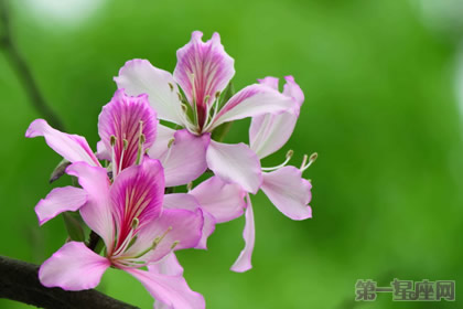 紫荊花的花語以及傳說