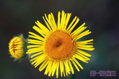 生日花語：野菊花的花語