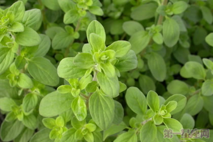 馬約蘭的花語是什么