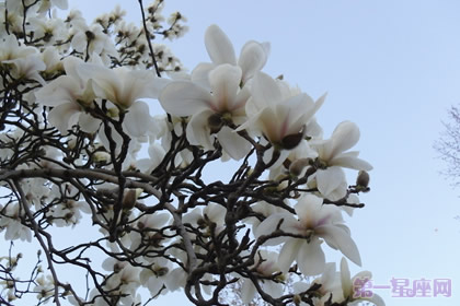 木蘭花花語及傳說