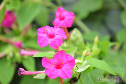紫茉莉的花語及介紹