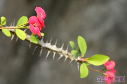 虎刺梅的花語是什么