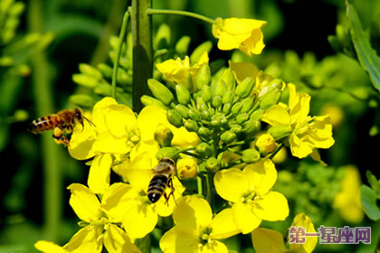 各種花的花語：油菜花的花語是什么？
