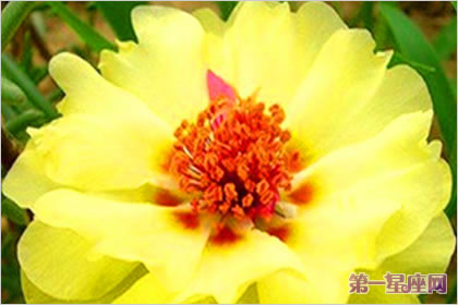 半枝蓮花花語：陽光、朝氣