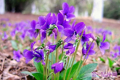 花語大全：紫花地丁的花語是什么？