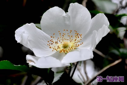 各種花的花語(yǔ)：金櫻子花花語(yǔ)