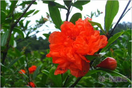 1月16日生日花：紅色野蕁麻花，生日花語獻身