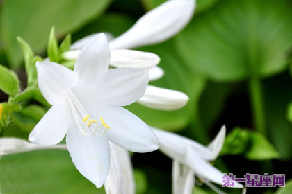 花語大全：玉簪花的花語是什么？