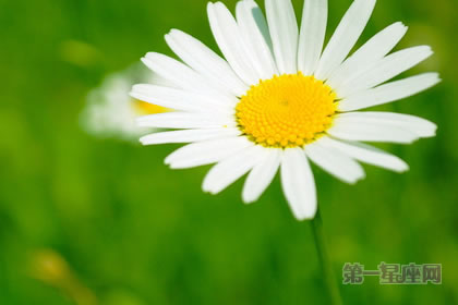 1月18日生日花：雛菊，生日花語快活