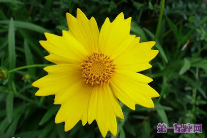 金雞菊花語：競爭心、上進心