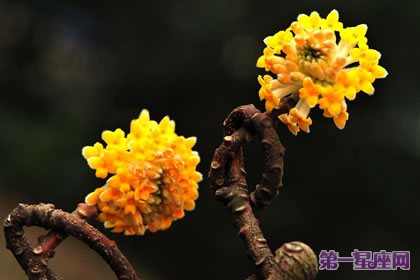 花語傳說：結香的花語及傳說