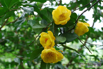 金茶花的花語是什么？