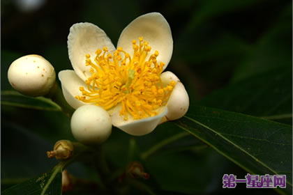 花語大全：木荷的花語是什么？