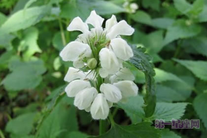1月19日生日花：白色野蕁麻花，生日花語相愛