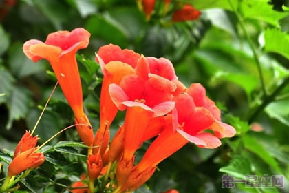 凌霄花花語是什么
