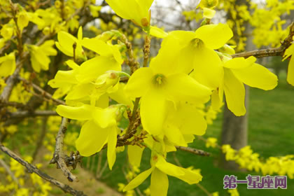各種花的花語：金鐘花的花語是什么？