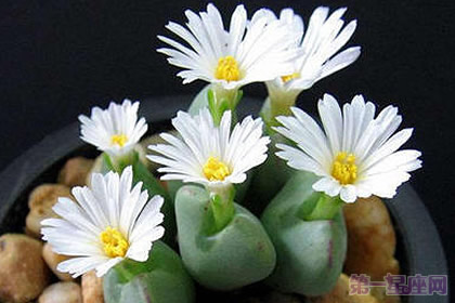 生石花的花語(yǔ)是什么