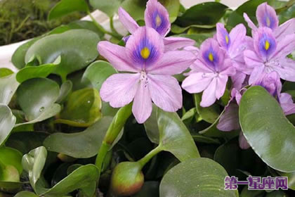 鳳眼蓮的花語及象征代表意義