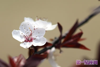不常見的花與花語：郁李花的花語是什么？